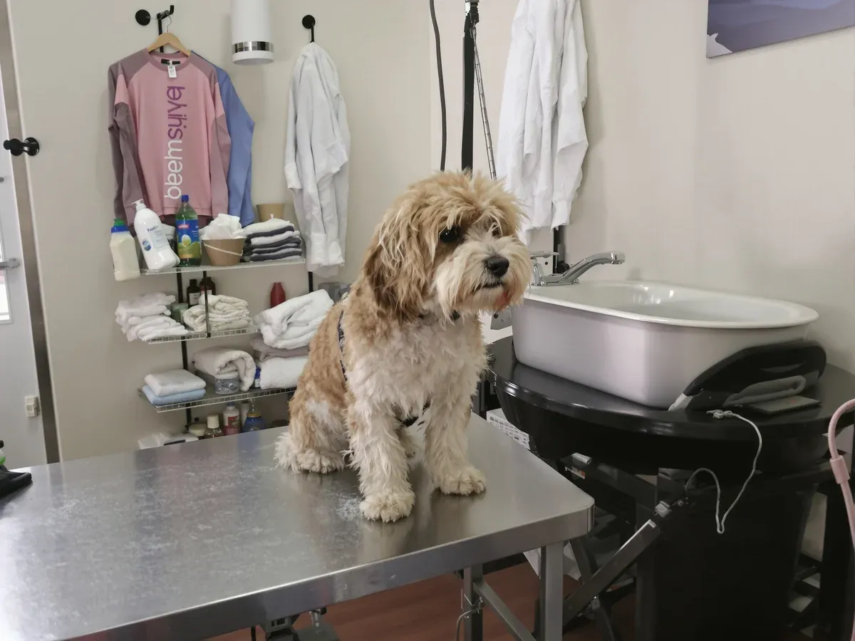 Modern Minneapolis pet grooming studio interior