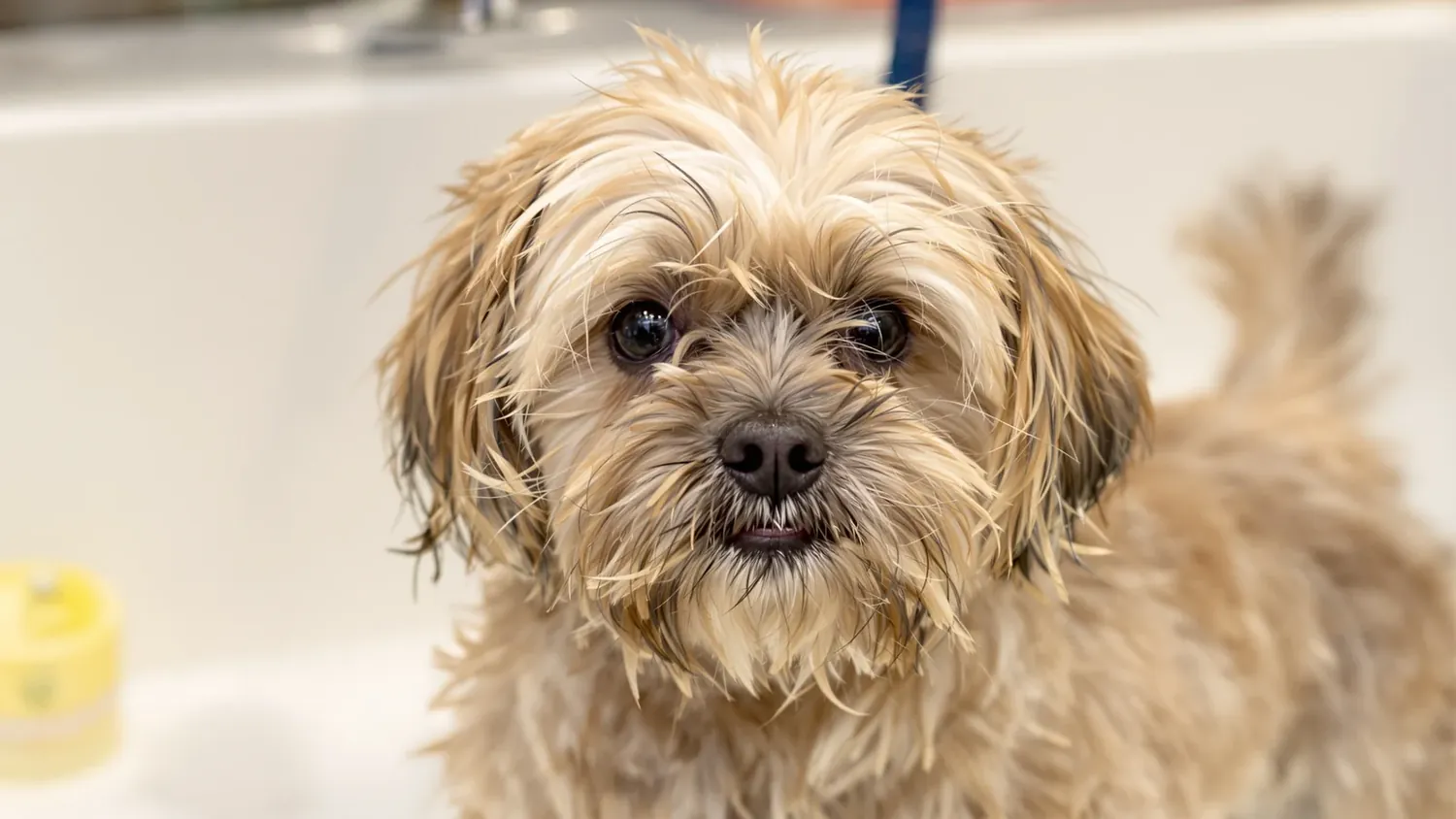 Happy clean dog shaking off after a bath