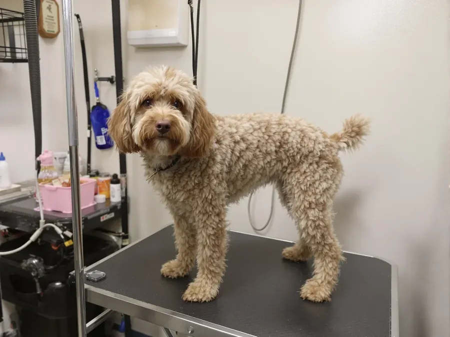Freshly groomed goldendoodle on a grooming table