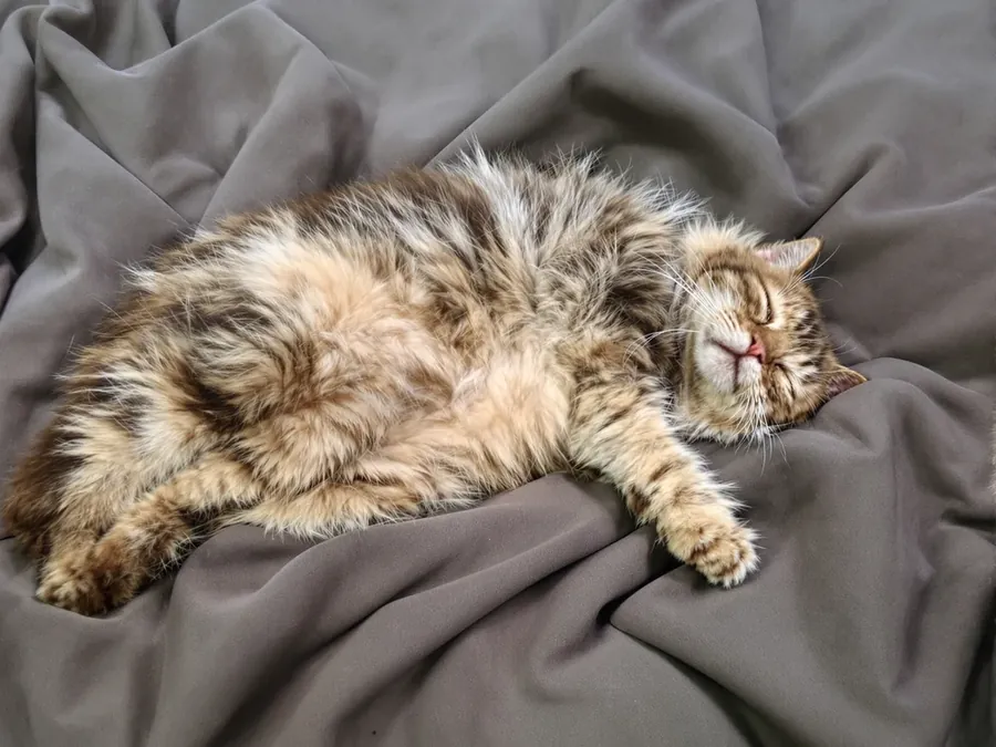 Fluffy long-haired cat freshly combed on a soft blanket