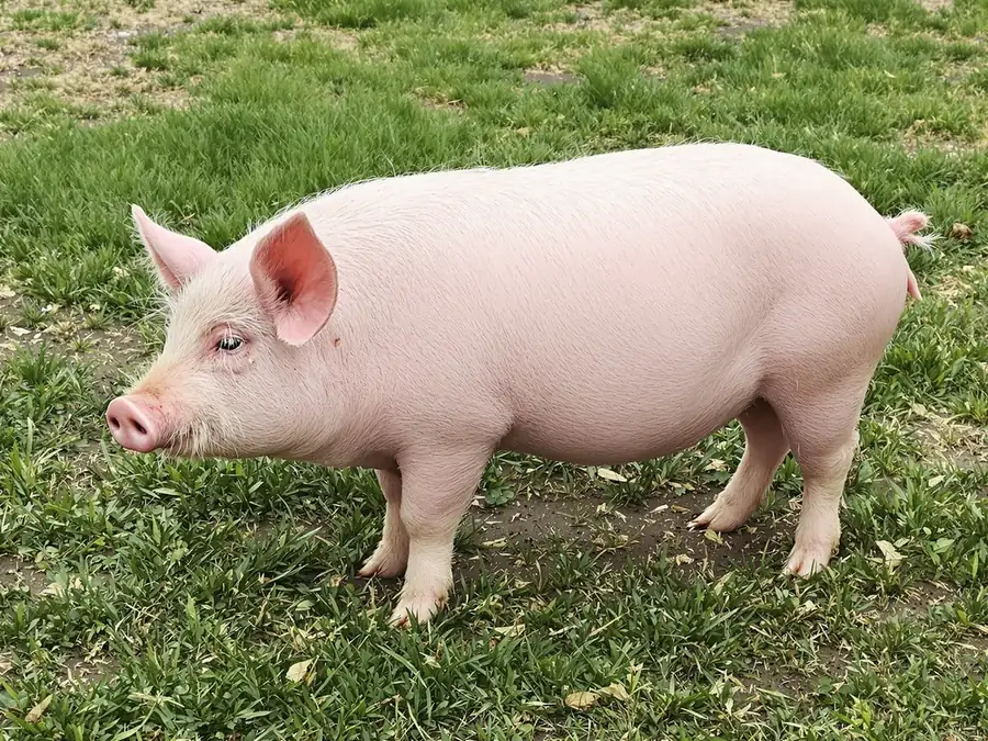 A clean, freshly brushed farm pig on green grass
