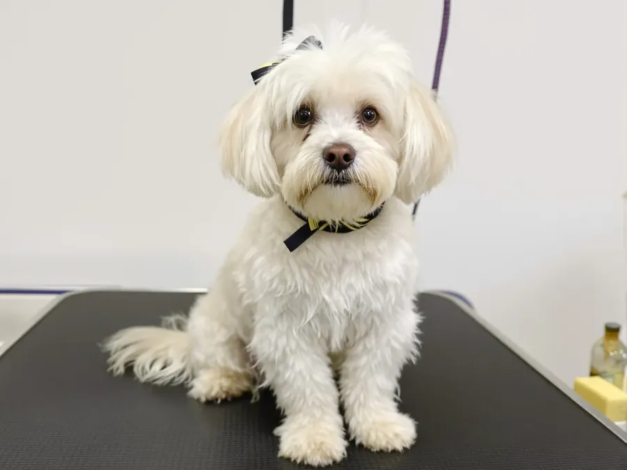 Small fluffy white Maltese with a bow after grooming