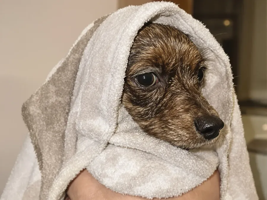 A relaxed dog wrapped in a warm towel after a spa bath