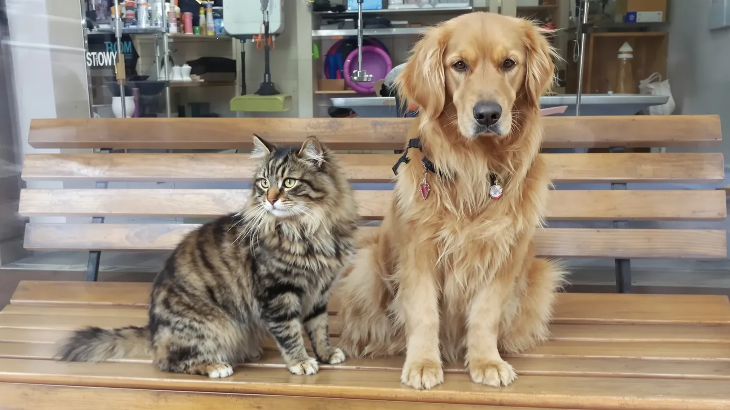 A freshly groomed dog and a fluffy cat in a bright Minneapolis grooming studio