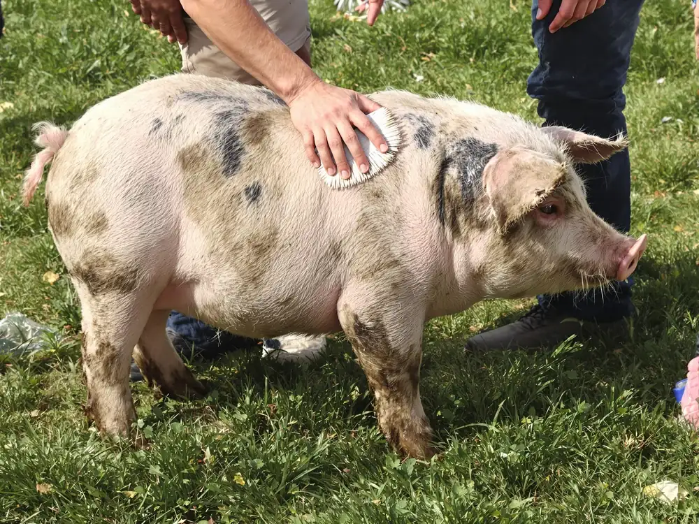 A clean farm pig being brushed outdoors