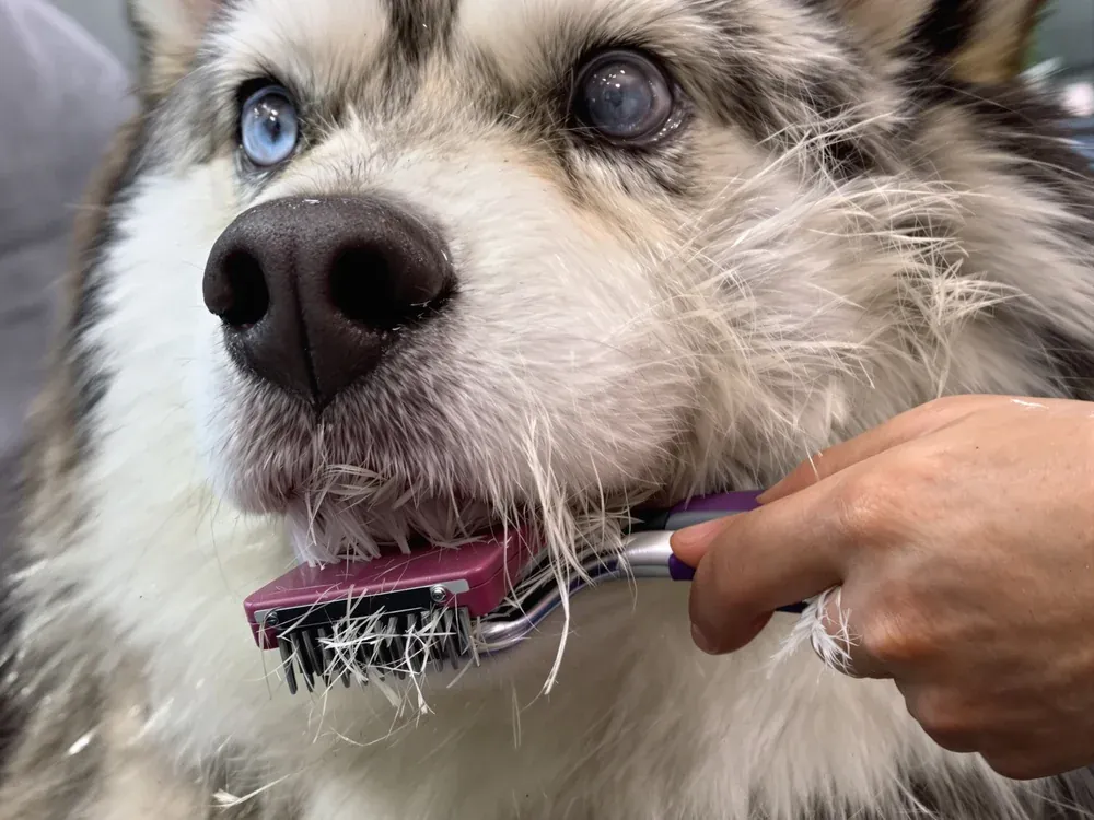 Groomer brushing out a thick coat