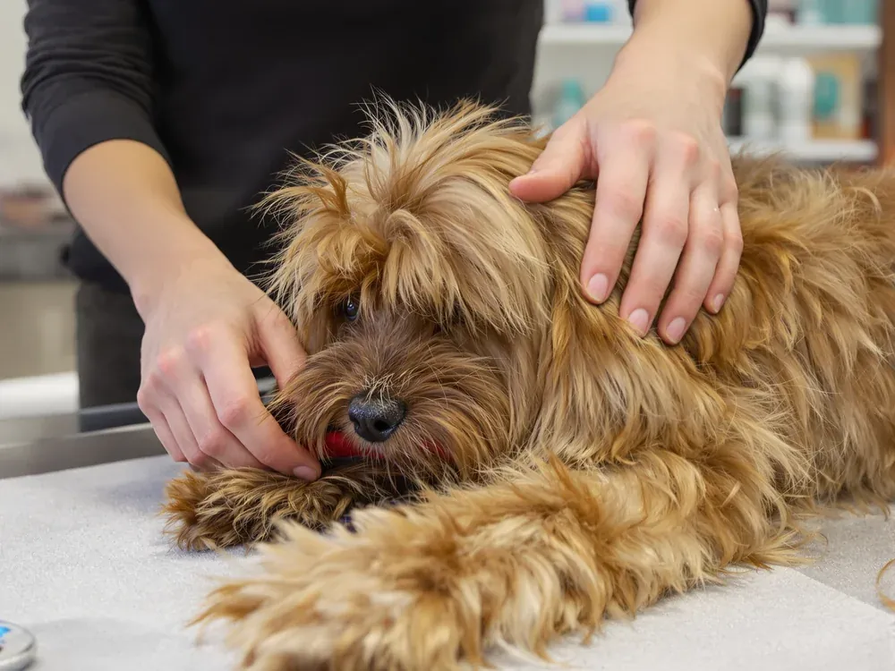 Dog being brushed on a grooming table