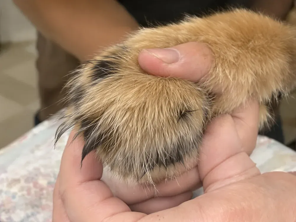 A dog's paw being gently held for a spa treatment