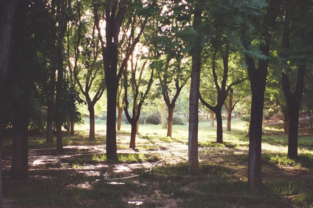 Sunlight filtering through a quiet grove of green trees